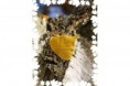 /album/fotogaleria/a2-breza-a-jpg1/